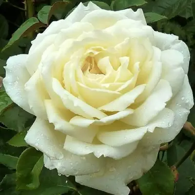 саженцы розы Жанна Моро