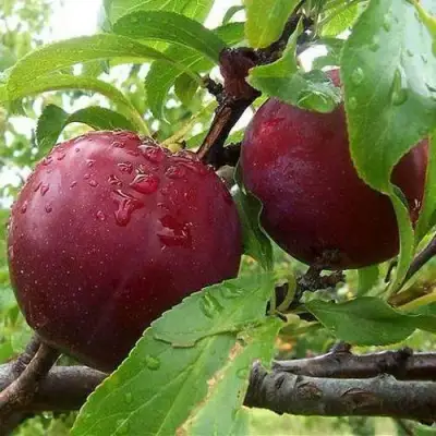 Слива КЛЕОПАТРА в Фаниполе