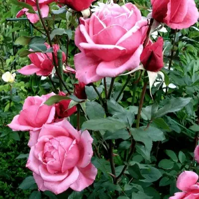 Роза ЭЙФЕЛЕВА БАШНЯ чайно-гибридная в Фаниполе