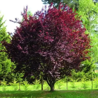 Слива НИГРА растопыреная в Фаниполе