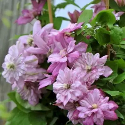 Клематис ИННОСЕНТ ГЛАНС в Фаниполе