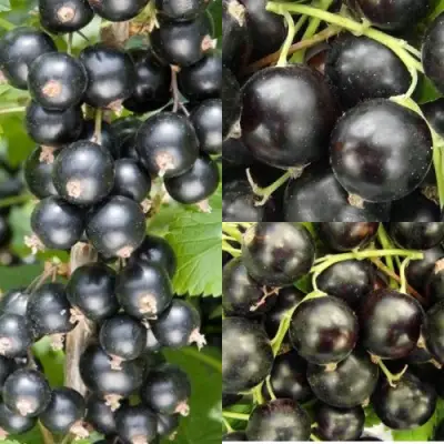 Комплект ЧЕРНАЯ СИЛА в Фаниполе