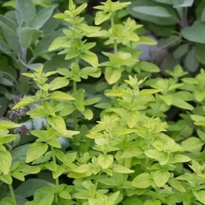 Душица ТАМБЛС ВАРИЕТИ обыкновенная в Фаниполе