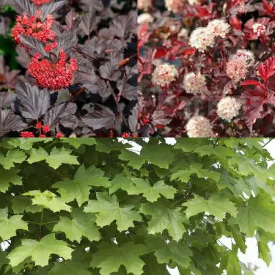 Комплект ОСЕННИЙ КОСТЕР в Фаниполе