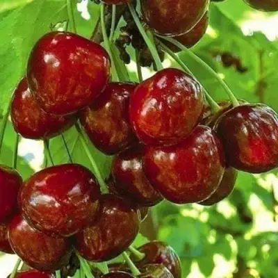Черешня БУРЛАТ в Фаниполе