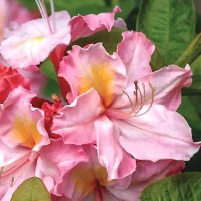 Азалия СЕССИЛЬ листопадная в Фаниполе