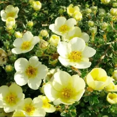 Лапчатка КЛОНДАЙК кустарниковая в Фаниполе