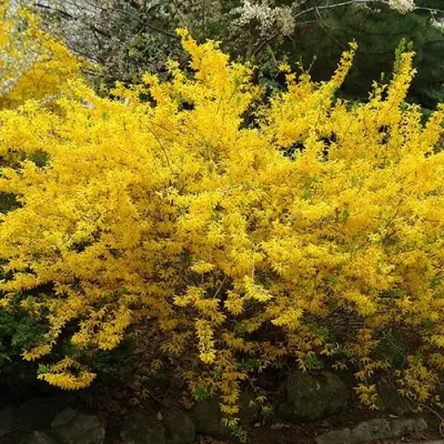 Форзиция ГОЛДЗАУБЕР средняя в Фаниполе