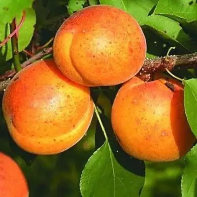 Абрикос СПАДЧЫНА в Фаниполе