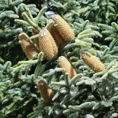 Пихта благородная в Фаниполе