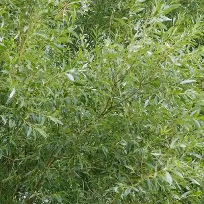 Ива ВИТЕЛЛИНА белая  в Фаниполе