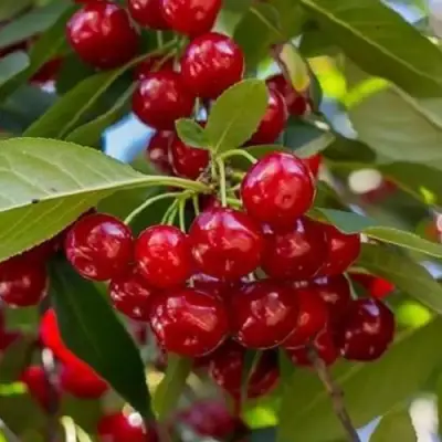 Вишня ГИРЛЯНДА в Фаниполе