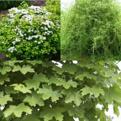 Комплект ЗЕЛЕНЫЙ ОАЗИС в Фаниполе