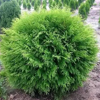 Туя ЛИТЛ ЧЕМПИОН западная в Фаниполе