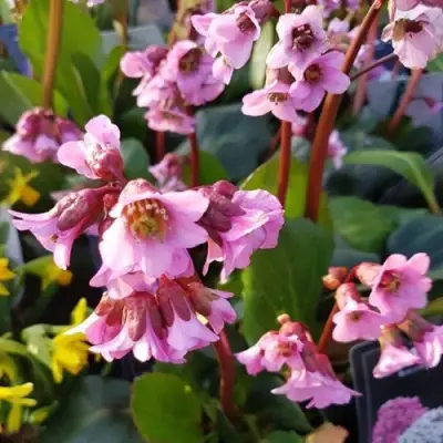 Бадан БЭБИ ДОЛЛ в Фаниполе