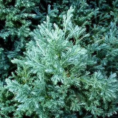 Кипарисовик БУЛЕВАРД горохоплодный в Фаниполе