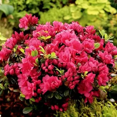 Азалия КАНЗОНЕТТА японская в Фаниполе