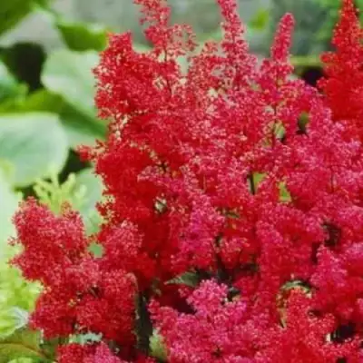 Астильба ЭТНА Арендса в Фаниполе