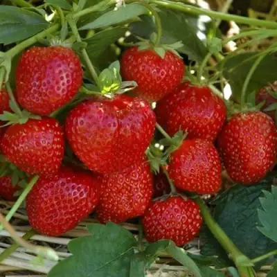 Клубника ЗЕНГА-ЗЕНГАНА в Фаниполе