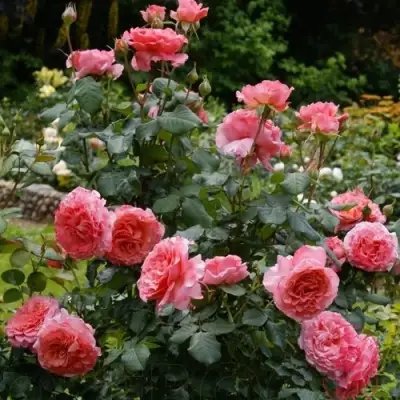 Роза ЛОРАН КАБРОЛЬ шраб в Фаниполе