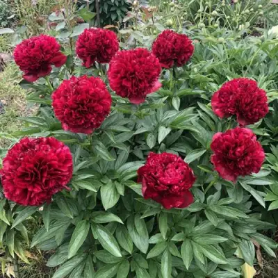 Пион ГАЛАКТИКА травянистый в Фаниполе