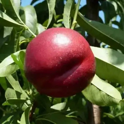 Нектарин БИГ-ТОП в Фаниполе