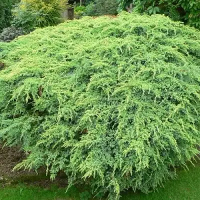 Можжевельник ХОЛГЕР чешуйчатый в Фаниполе