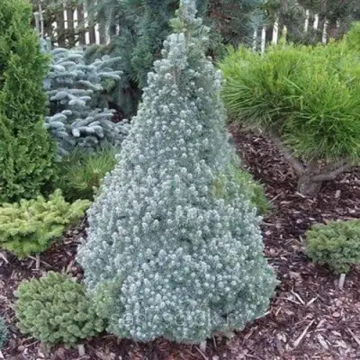 Ель САНДЕРС БЛЮ канадская в Фаниполе