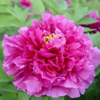 Пион ЛИЛОВАЯ ФАНТАЗИЯ древовидный в Фаниполе