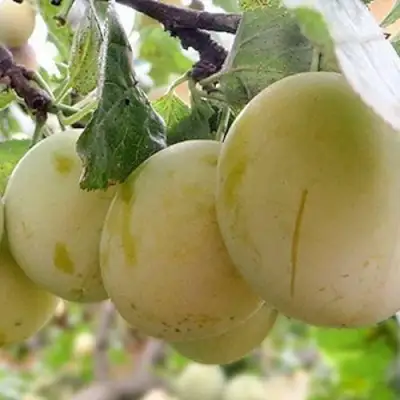 Слива УТРО в Фаниполе