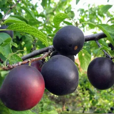 ЧЕРРИКОС в Фаниполе