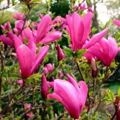 Магнолия СЬЮЗАН в Фаниполе