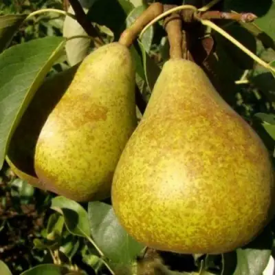 Груша ГЕНЕРАЛ ЛЕКЛЕРК в Фаниполе