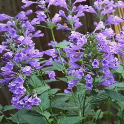 Котовник БЛЮ ДРИМС полусидячий в Фаниполе