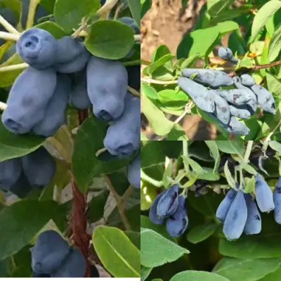 Комплект СЕВЕРНЫЕ ВИТАМИНЫ в Фаниполе