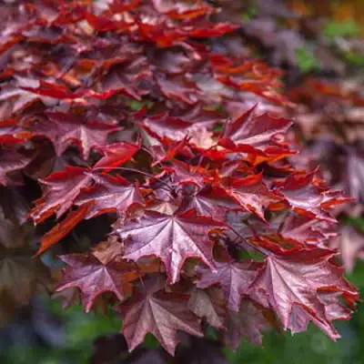 Клен КРИМСОН КИНГ остролистный в Фаниполе