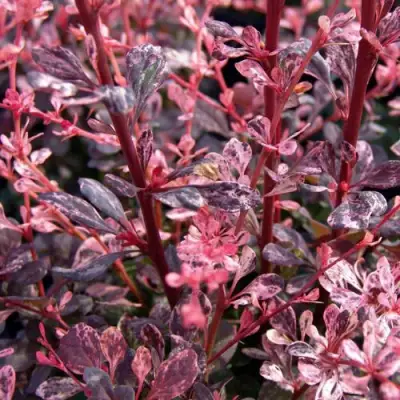 Барбарис АРЛЕКИН тунберга в Фаниполе