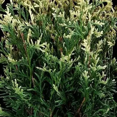 Туя ГОЛД ПЕРЛ западная в Фаниполе