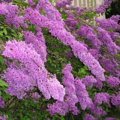 Сирень КИТАЙСКАЯ в Фаниполе