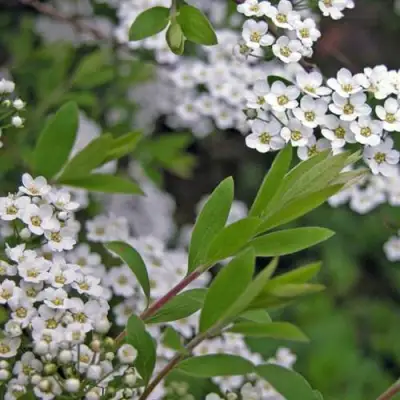 Спирея АРГУТА в Фаниполе