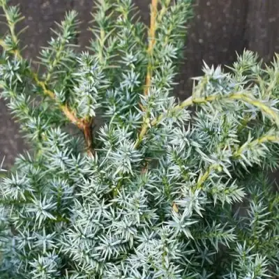 Можжевельник БЛЮ АЛЬПС китайский  в Фаниполе