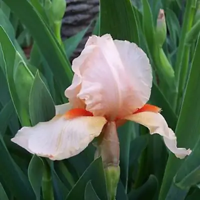 Ирис ПАТИ ДРЕСС бородатый в Фаниполе