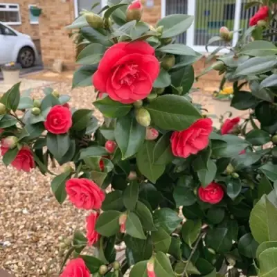 Камелия ЛЕДИ КЭМПБЕЛЛ в Фаниполе