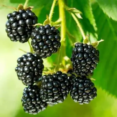 Ежевика КИТАНИНИ бесшипная  в Фаниполе