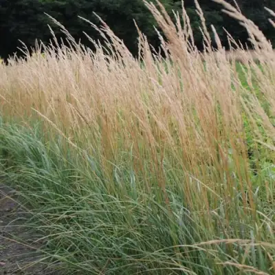 Вейник КАРЛ ФОРСТЕР остроцветковый в Фаниполе