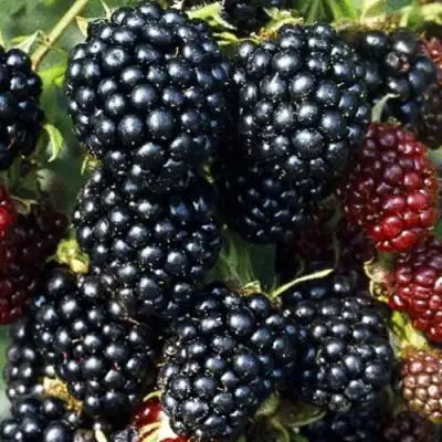 Ежевика ЭВЕРГРИН бесшипная  в Фаниполе