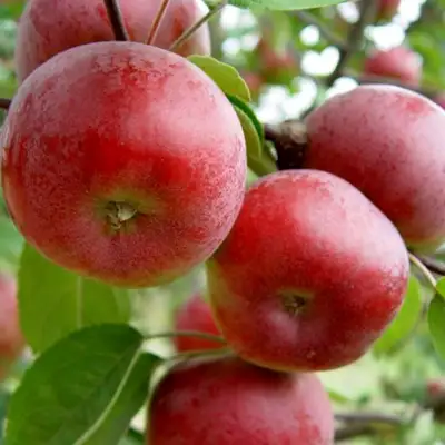 Яблоня ПОСПЕХ в Фаниполе