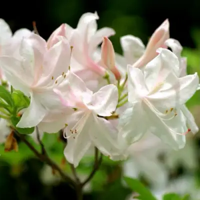 Азалия УАЙТ ЛАЙТС листопадная в Фаниполе