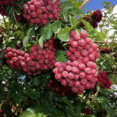 Рябина ТИТАН сладкоплодная  в Фаниполе