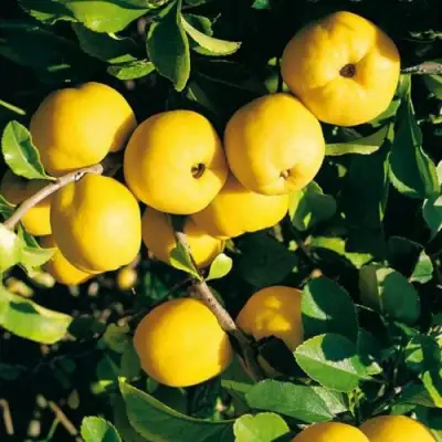 Айва ЦЕЗАРЬ в Фаниполе